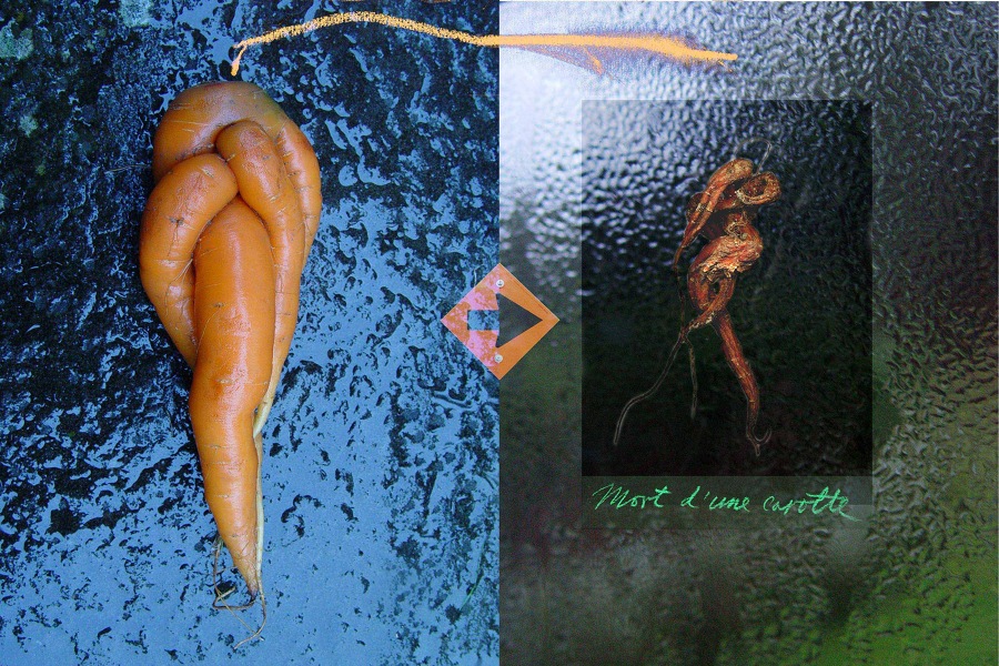 Mort d’une carotte&nbsp;&nbsp;&nbsp;&nbsp;2006